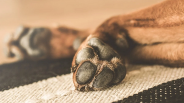 Εύβοια: Νεκρός σκύλος από πυροβολισμό στο κεφάλι