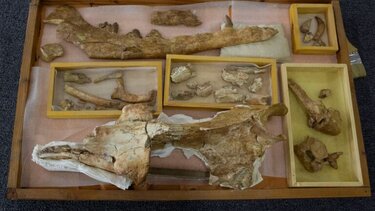 Αίγυπτος: Ανακαλύφθηκαν απολιθωμένα οστά φάλαινας που χρονολογούνται πριν από 41 εκατ. χρόνια