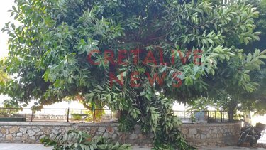 Ηράκλειο: Όταν τα δέντρα προκαλούν φόβο - Φωτογραφίες