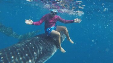 Φαλαινοκαρχαρίας πηγαίνει δύτη βόλτα! Βίντεο