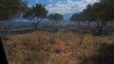 Σπάνια είδη κατακτούν τις καμένες περιοχές, σύμφωνα με ελβετικό ερευνητικό ινστιτούτο