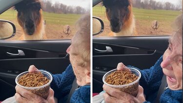 Γιαγιά 93 ετών σε χαοτικό σαφάρι!