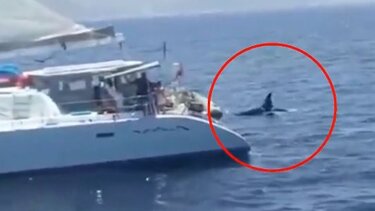 Γιβραλτάρ: Επιβάτες γιοτ πυροβολήσαν κοπάδι με όρκες!