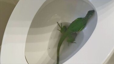 Ιγκουάνα τρύπωσε σε... τουαλέτα σπιτιού