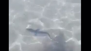 Σαλαμίνα: Καρχαρίας βγήκε στα ρηχά και έκοβε βόλτες