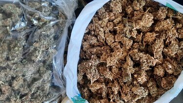 Πατέρας, γιος και θείος οι συλληφθέντες για τη μικρή φυτεία στο …ποτάμι