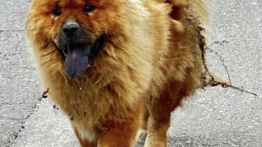 Φρίκη: Έριξαν καυστικό υγρό στην πλάτη ενός αδέσποτου