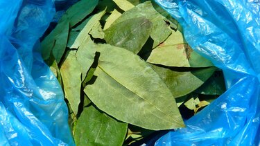 Κολομβία: Νέα ρεκόρ των καλλιεργειών κόκας και της παραγωγής κοκαΐνης το 2022