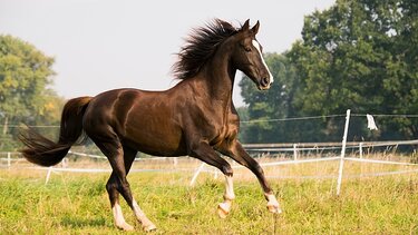  Έπεσε από το άλογο και τραυματίστηκε πολύ σοβαρά