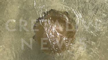 Βουτιές παρέα με… μέδουσες στην Κρήτη! Τι πρέπει να γνωρίζει ο κόσμος- Φωτογραφίες