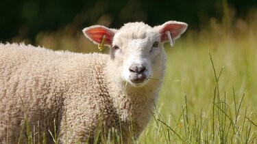 Πρόβατα "εισέβαλαν" σε θερμοκήπιο και έφαγαν 100 κιλά χασίς 