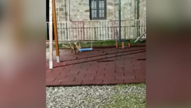 Αλεπούδες κόβουν βόλτες σε μαγαζί της Κόνιτσας και παίζουν στις κούνιες