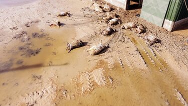 Κακοκαιρία Daniel: Πλημμυρισμένες παραμένουν περιοχές της Θεσσαλίας – Εμβολιασμοί από τον ΕΟΔΥ πόρτα – πόρτα