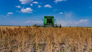 Κινόα: Καινοτόμος καλλιέργεια με λαμπρό μέλλον στην Ελλάδα