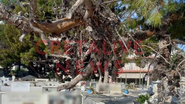 Ξεκινούν άμεσα οι κοπές δέντρων στον Άγιο Κωνσταντίνο- Δείτε φωτογραφίες