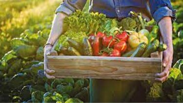 Λείπουν 15.000-16.000 εργάτες γης, από τα χωράφια στην Κρήτη