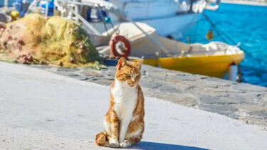 Ύδρα: Συνελήφθη 25χρονος για κακοποίηση γάτας στο λιμάνι