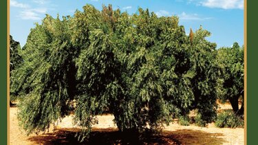 "Οι ρίζες της Ελιάς" του Νίκου ΜΙχελάκη