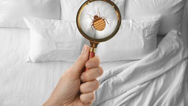 Ανθεκτικοί στα εντομοκτόνα οι κοριοί - Έρευνα του ΙΤΕ αποκαλύπτει