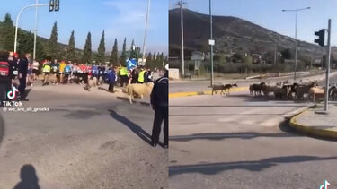 Μαραθώνιος για δρομείς και ... πρόβατα!