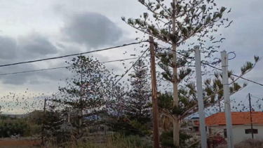 Ο χορός των πουλιών γύρω από μία αροκάρια…Δείτε βίντεο!