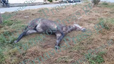 Τύρναβος: Άλογο βρέθηκε νεκρό και δεμένο σε πάρκο