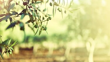 Λιομάζωμα και άλεσμα ... τελειώνουν πριν καν αρχίσουν στην Κρήτη!