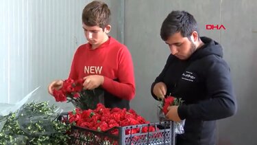 DHA: Γαρύφαλλα ειδικά για τα νυχτερινά κέντρα της Ελλάδας ετοιμάζουν οι Τούρκοι καλλιεργητές