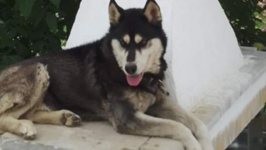 Αράχωβα: Πώς οι αστυνομικοί απέκλεισαν τον βιασμό του Όλιβερ