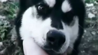 Αράχωβα: Νέα στοιχεία στο φως για τον θάνατο του χάσκι