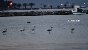 Μεσοχειμωνιάτικες καταμετρήσεις πτηνών στο Ναύπλιο - Δείτε εικόνες