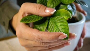 Με αυτό το τρόπο θα προστατέψεις τα φυτά σου από την παγωνιά!