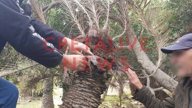 Η ένωση δυνάμεων ... η μόνη λύση για το Φοινικόδασος στο Βάι