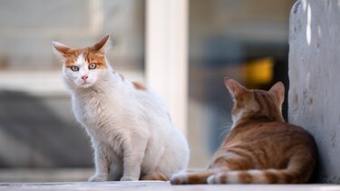 Κτηνωδία στη Γαλλία: Βρέθηκαν πάνω από 100 νεκρές γάτες στο "σπίτι του τρόμου"