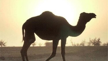 Μετά τους διαγωνισμούς ομορφιάς, το Ριάντ εκδίδει και διαβατήρια για καμήλες!