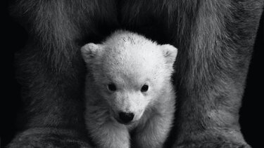 Πολικές αρκούδες μένουν σε... πρώην σοβιετική βάση - Εντυπωσιακό βίντεο από drone