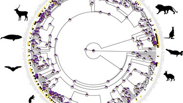 Η εξέλιξη της ομοφυλοφιλίας στα θηλαστικά