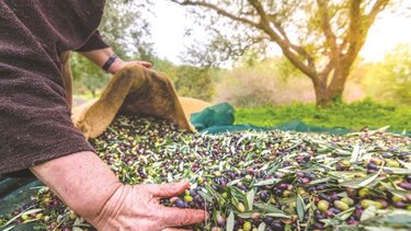 «Έκλεψαν ανενόχλητοι πάνω από 20 τσουβάλια» - Συνεχή τα «χτυπήματα» στις Δάφνες