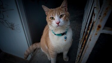 Ανησυχία για τα περιστατικά με τα ακρωτηριασμένα γατάκια στη Θεσσαλονίκη 