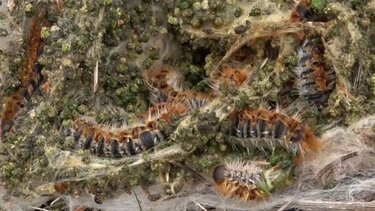 Σε επιφυλακή οι επαρχίες της Γαλλίας λόγω εισβολής "πομπικών" καμπιών