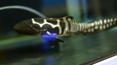 Γεννήθηκε καρχαρίας ζέβρα σε ζωολογικό κήπο - Δείτε βίντεο