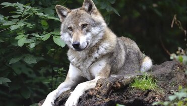 Λύκος εντοπίστηκε να κάνει βόλτες στο Πανόραμα Χαλκίδας