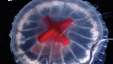 Μέδουσα ... σταυροφόρο μελετούν οι επιστήμονες