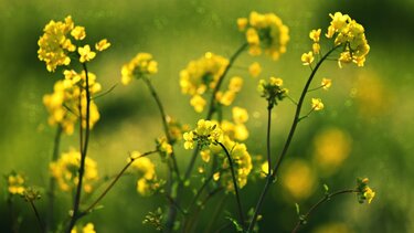  «Πρωτογενής Τομέας & Ενέργεια» - Εκδήλωση στο Ρέθυμνο