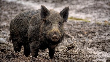 Ζευγάρι υιοθέτησε ... αγριόχοιρο