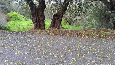Σοβαρές ζημιές από τη χαλαζόπτωση στους ελαιώνες της Μάρθας