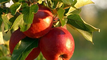 Μέχρι πόσα κιλά μπορεί να χάσετε με 1 κουταλιά μηλόξυδο την ημέρα