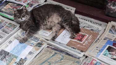 Τα πρωτοσέλιδα των κυριακάτικων εφημερίδων