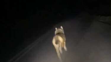 Οργή για νεαρούς που καταδιώκουν λύκο με αυτοκίνητο 