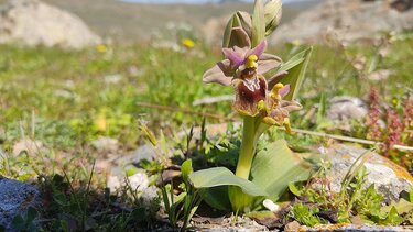 Μυτιλήνη: Οι ανθισμένες άγριες ορχιδέες στο Πάρκο του Απολιθωμένου Δάσους